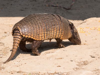 Euphractus-sexcintus Euphractus-sexcintus